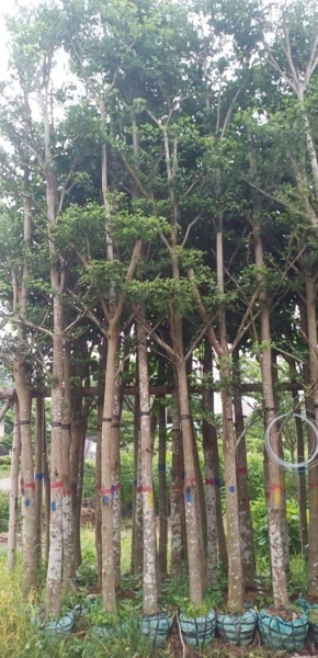 Mua bán cây xanh - Cây Xanh An Khang - Công Ty TNHH Dịch Vụ Và Kỹ Thuật An Khang